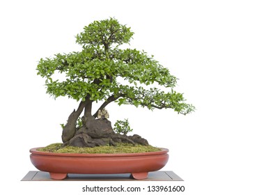 A small bonsai tree in a ceramic pot. Isolated on a white background. - Shutterstock ID 133961600