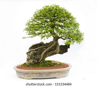 A small bonsai tree in a ceramic pot. Cascade style,isolated on a 