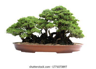 A small bonsai tree in a ceramic pot on the white background with lipp[ing Path. - Shutterstock ID 1771073897