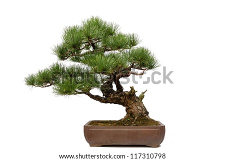 A small bonsai tree in a ceramic pot. Isolated on a white background.