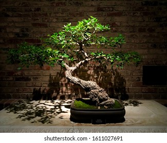 Small Bonsai Tree Lit From Above.