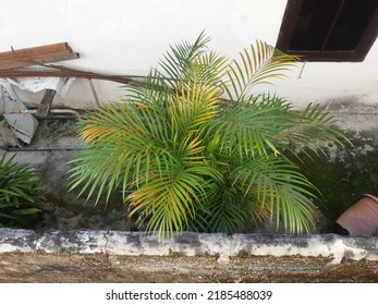 Small Bonsai Tree From North Borneo