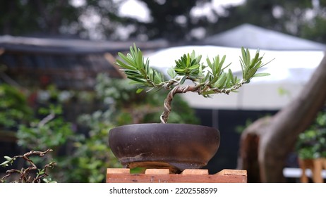 Small Bonsai Tree On Clay Pot