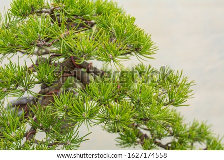 A small bonsai tree. Bonsai Pinus ponderosa.