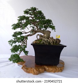 A Small Bonsai Tree In A Pot, A Very Natural Shape And Like A Large Tree In The Forest.