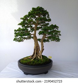 A Small Bonsai Tree In A Pot, A Very Natural Shape And Like A Large Tree In The Forest.