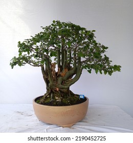 A Small Bonsai Tree In A Pot, A Very Natural Shape And Like A Large Tree In The Forest.