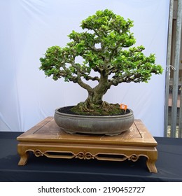 A Small Bonsai Tree In A Pot, A Very Natural Shape And Like A Large Tree In The Forest.