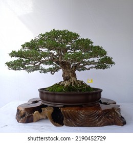 A Small Bonsai Tree In A Pot, A Very Natural Shape And Like A Large Tree In The Forest.