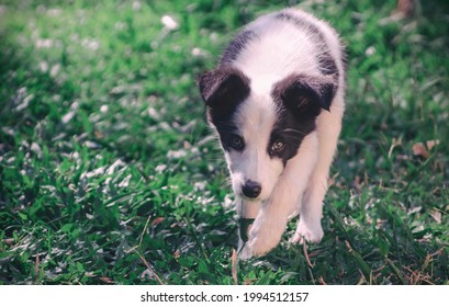 Small Border Collie On Natural Instinct 