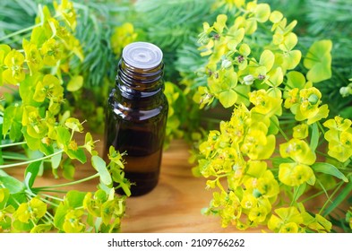 Small Bottle Of Euphorbia Cyparissias, Cypress Spurge Extract (Milkweed Herbal Tincture, Infusion, Oil).  Aromatherapy, Spa And Herbal Medicine Ingredients.