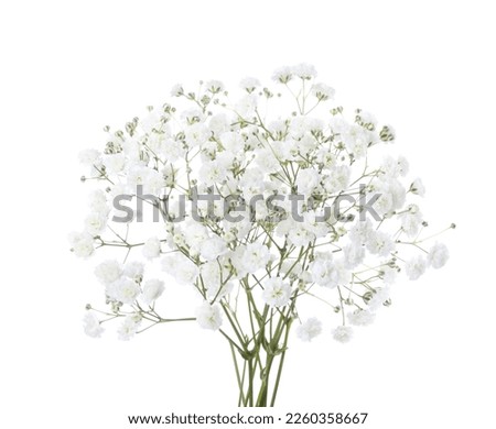 Small bouquet of Gypsophila flowers isolated on white background. Baby's-breath