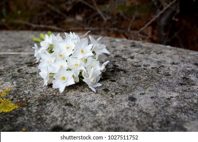 Small bouquet of white narcissus flowers on a weathered stone garden bench