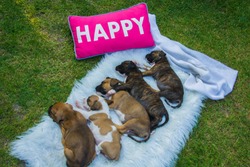 Small Boxer Puppies Sleeping On A White Blanket And A Pink Pillow With The Word Happy