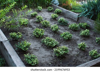 Small Boxwood Plants Growing In Garden, Natural Background, Horticulture Business