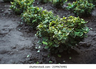 Small Boxwood Plants Growing In Garden, Natural Background, Horticulture Business