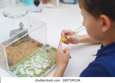 Small Boy With Interest Prepares A Test Tube Of Water For The Formicarium, An Ant Farm With Reaper Ants, Standing On The Desk. A Child Holds An Acrylic Ant Farm, A Research Model Of An Ant Colony.