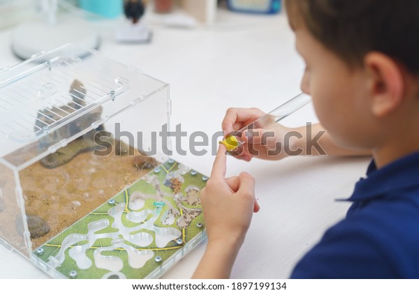 small boy with interest prepares a test tube of\
water for the formicarium, an ant farm with reaper ants, standing\
on the desk. A child holds an acrylic ant farm, a research model of\
an ant colony.