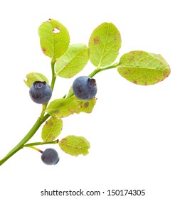 Small Branch Of Bilberry Bush Isolated On White