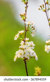 Small Branch Of Blooming Apple Tree