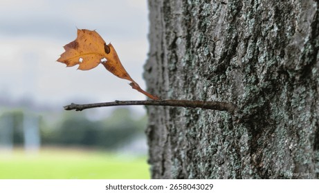 Small Branch with dry leaf