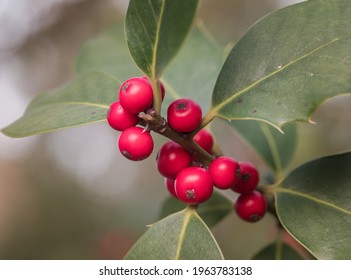 Small branch of evergreen holly with red fruits photographed in autumn.