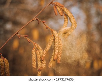 Small Branch Of The Hazelnut Bush Whose Pollen Dust Is Blown In The Wind.