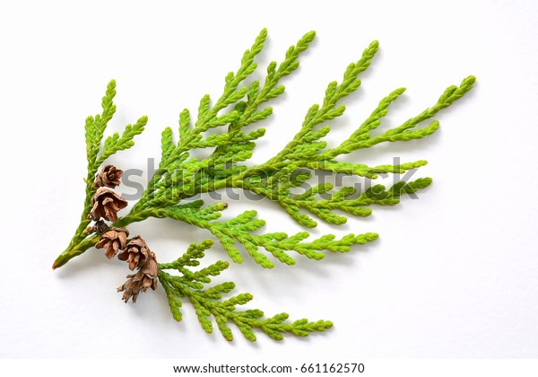 Small Branch Western Red Cedar Tree Stock Photo (Edit Now) 661162570