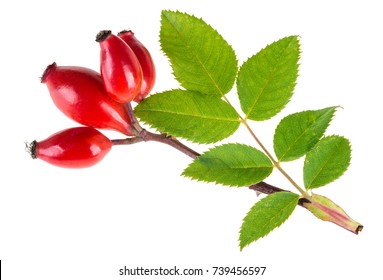 Small branch of wild rose with red briar fruits. Rosa canina. Beautiful ripe rosehips with green leaves isolated on white background.