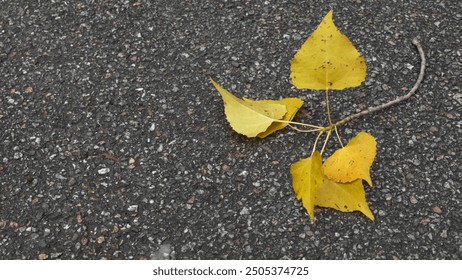 A small branch with yellow poplar leaves lies on the asphalt pavement - Powered by Shutterstock