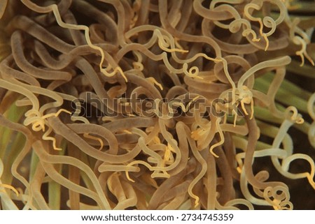 The small branches of the anemone contract when they perceive a foreign presence in their natural marine habitat.