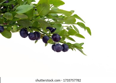 Small branches of bilberry bush isolated on white. Wild blueberries (bilberry) (Vaccinium myrtillus) with green leaves on white background.
