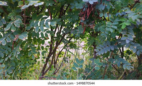 Small branches like a forest