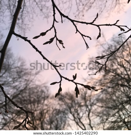 Similar – Image, Stock Photo ghost Autumn Plant Leaf