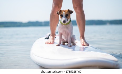 犬 サーフィン の写真素材 画像 写真 Shutterstock