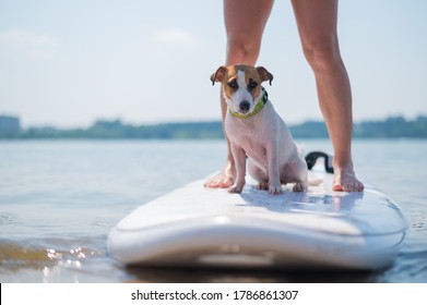 犬 サーフィン の写真素材 画像 写真 Shutterstock