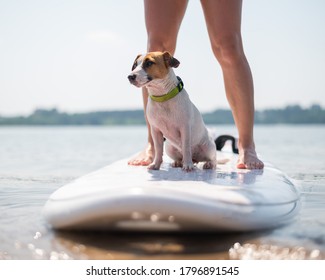 A small brave dog is surfing on a SUP board with the owner on the lake. Close-up of a jack russell terrier sitting on a surfboard next to female legs. Water sports.