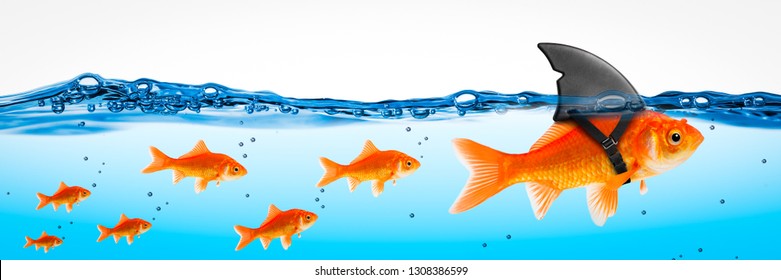 Small Brave Goldfish With Shark Fin Costume Leading Others - Leadership Concept - Powered by Shutterstock