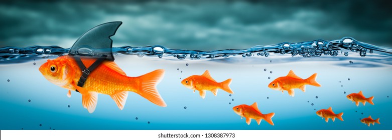 Small Brave Goldfish With Shark Fin Costume Leading Others Through Stormy Seas - Leadership Concept