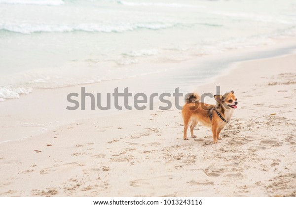 Small Breed Cute Dog Haired Brown Stock Photo Edit Now