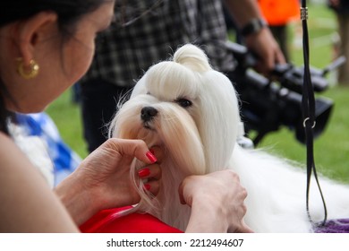 Small breed cute dogs (Maltese and Yorkshire Terriers) who are well-groomed are preparing for a beauty contest.