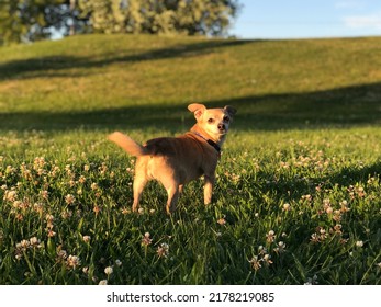 Small breed dog looking back in the grass during golden hour.