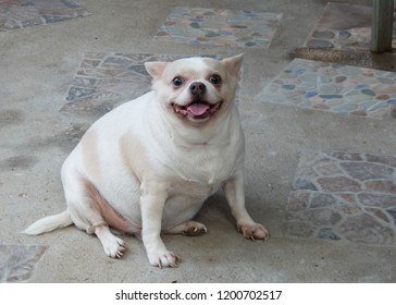 Fat Dog Images Stock Photos Vectors Shutterstock