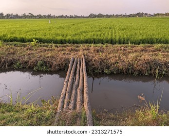 a small bridge made of five logs across a river in a rice field area