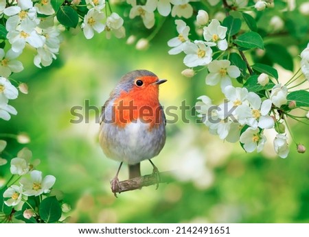  small bright bird robin sits surrounded by flowering apple branches in a spring may garden