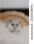 a small bright hamster is in a cage and is exploring it. He is sniffs around his house