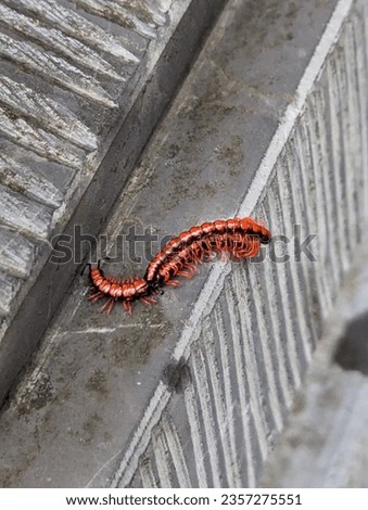 Small bright red centipede in Vietnam