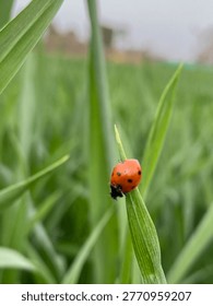 Small bright red ladybug crawling up a thin green grass blade in a lush spring field with soft natural daylight and a shallow depth of field creating a peaceful macro nature background