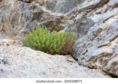 Small bright yellow flowers growing in the crevices of the rock. .