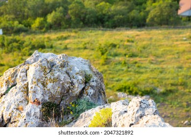 Small bright yellow flowers growing in the crevices of the rock. .